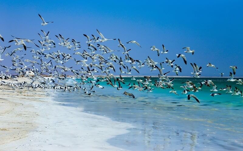 Migratory birds